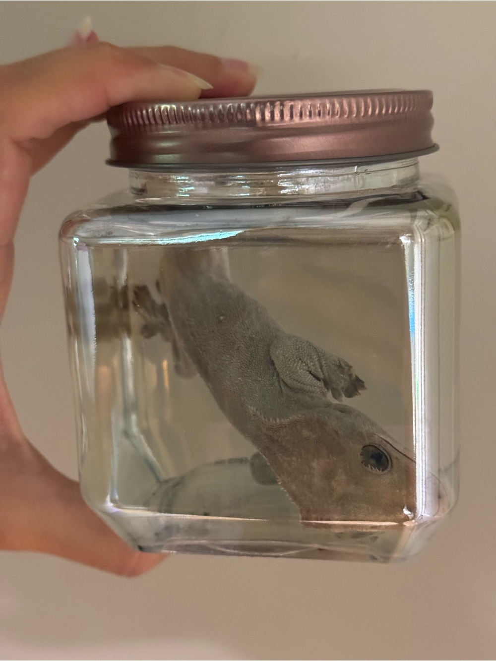 Oddities and Curiosities- Preserved crested gecko wet specimen (tailess)